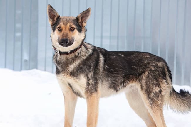 german shepherd coyote mix