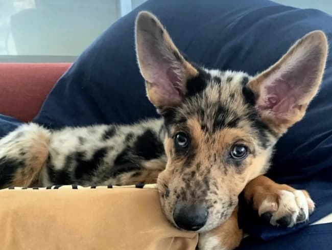  german shepherd dalmatian mix puppy 