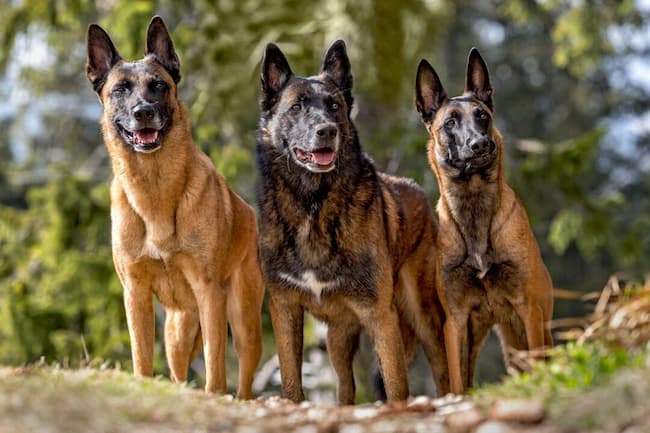 german shepherd look alike dogs