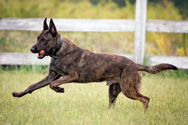 police dog breeds that look like german shepherds