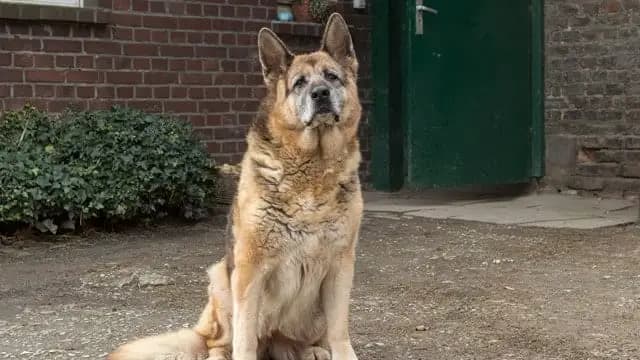 senior german shepherd behavior