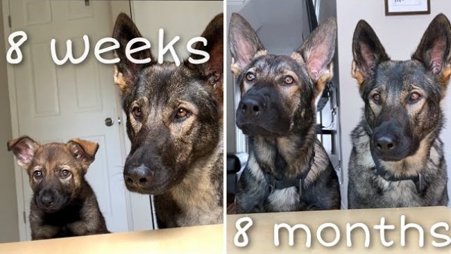 german shepherd 8 weeks to 8 months