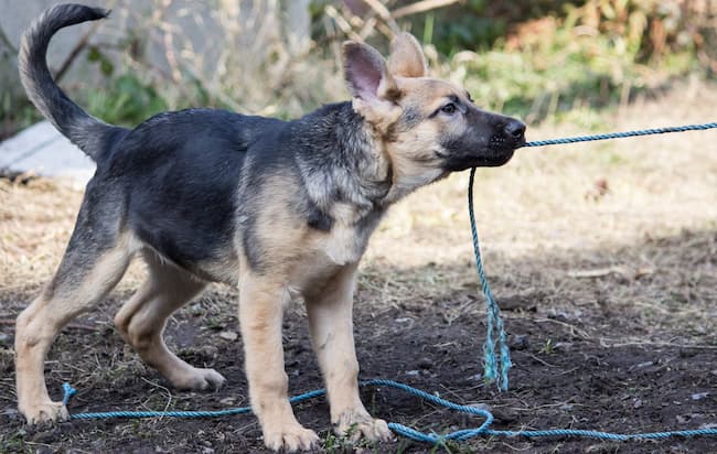 raising a german shepherd 8 weeks to 8 months