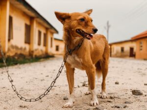 Is It Illegal to Leave Your Pet Chained Outside in Missouri Here's What the Law Says