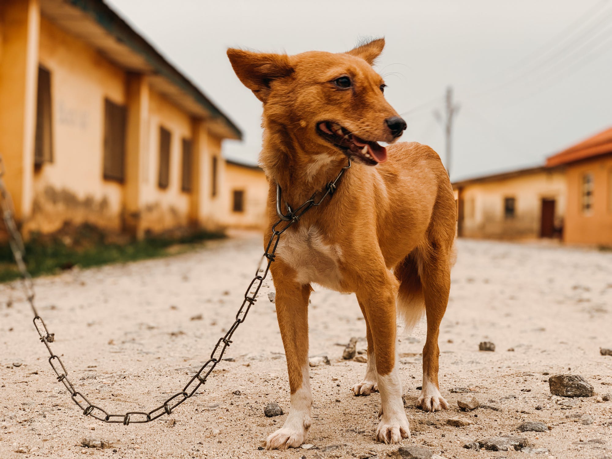 Is It Illegal to Leave Your Pet Chained Outside in Missouri Here's What the Law Says